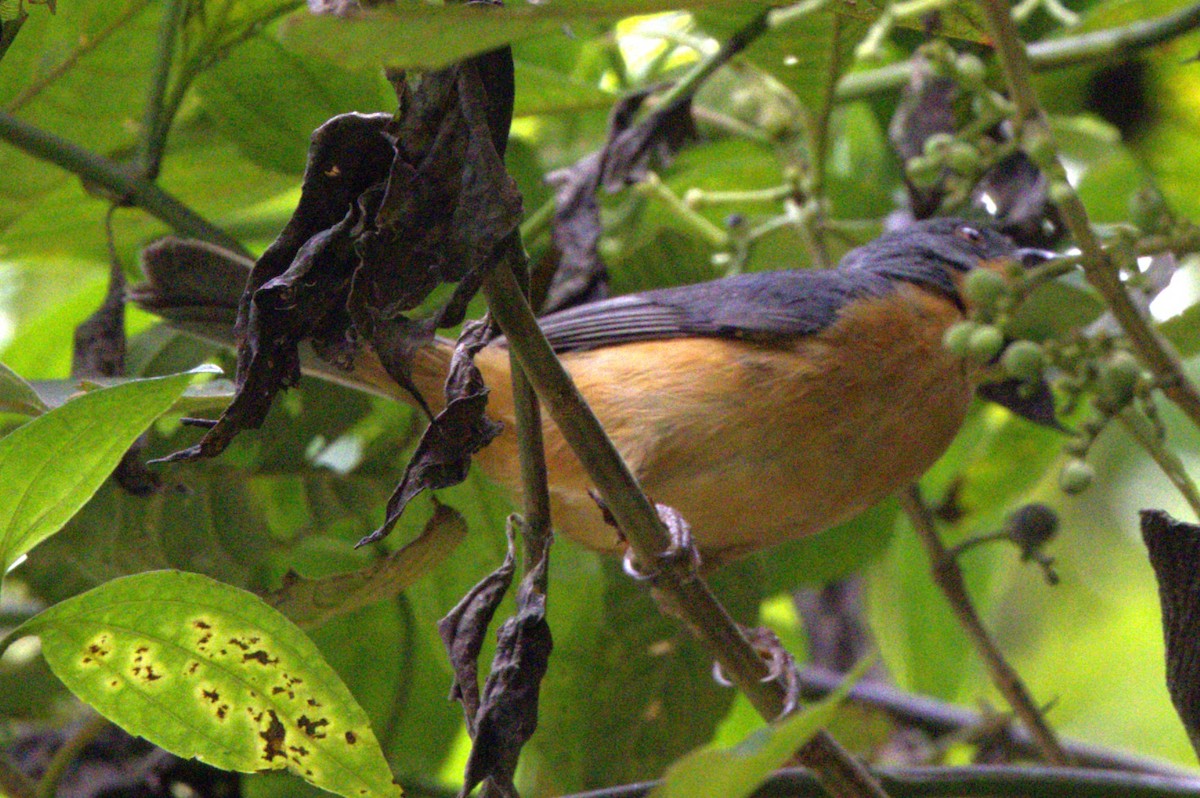 Rufous-crested Tanager - ML638116523