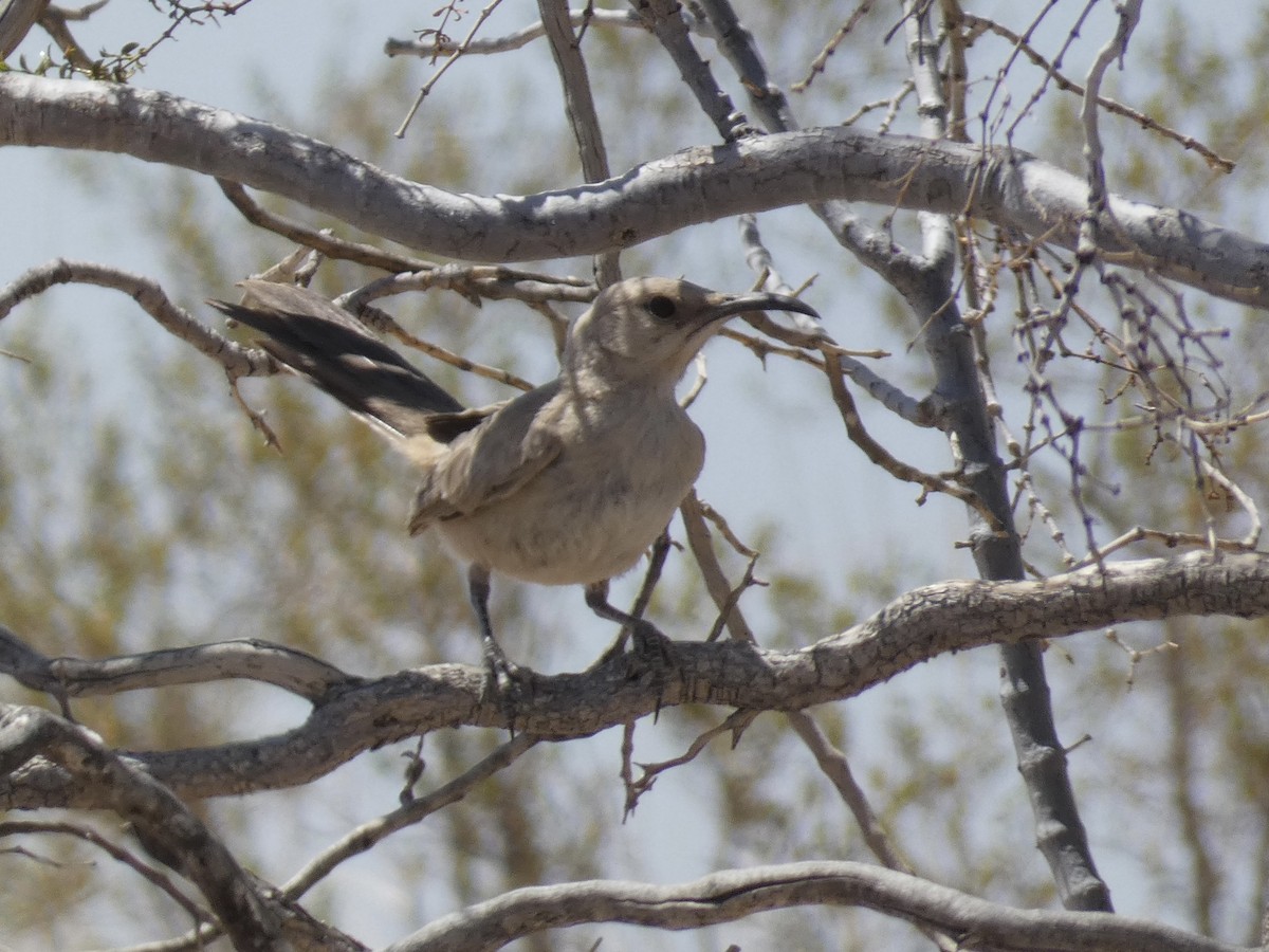 LeConte's Thrasher - ML638116527