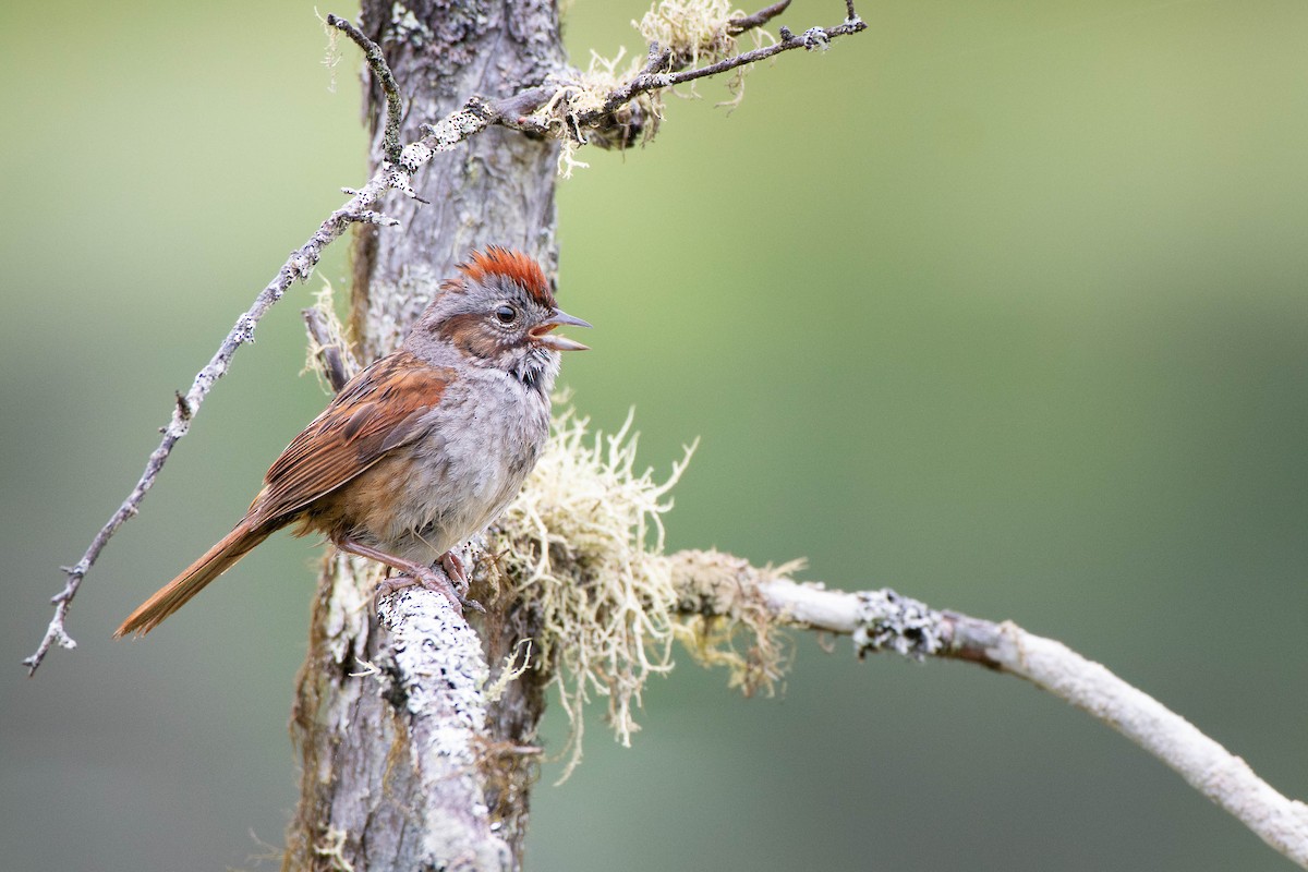 Swamp Sparrow - ML638116538