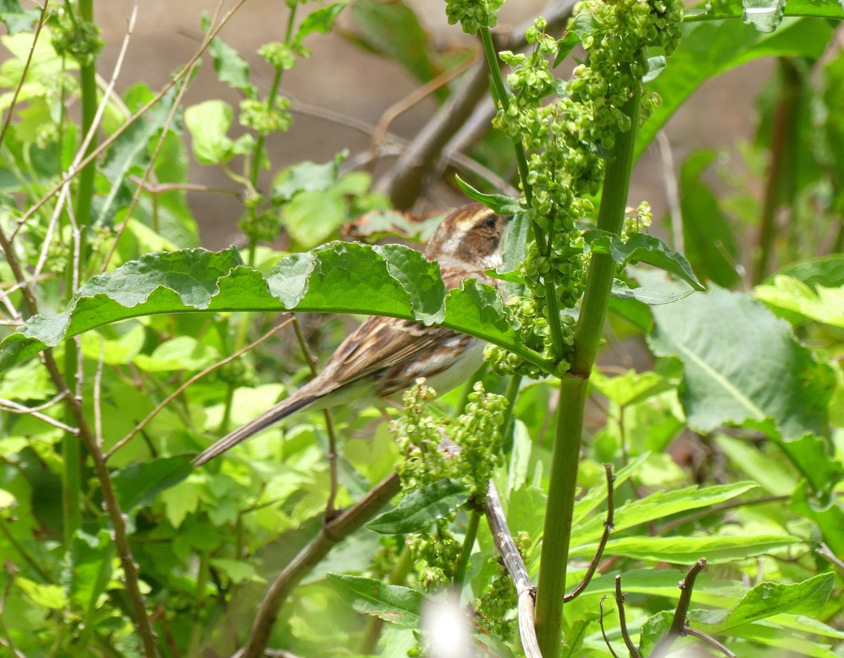Yellow-throated Bunting - ML638116565