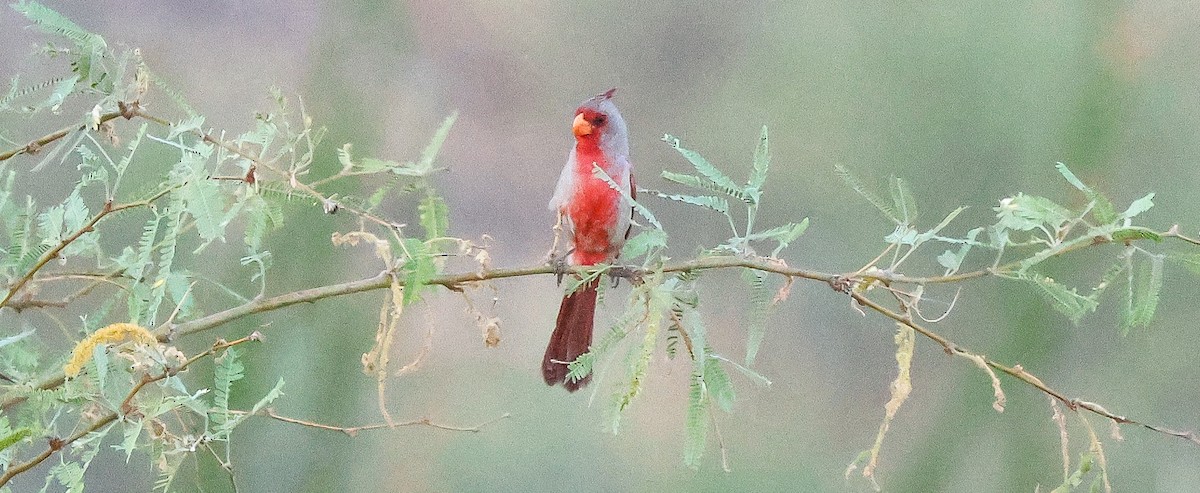 Pyrrhuloxia - ML638116582