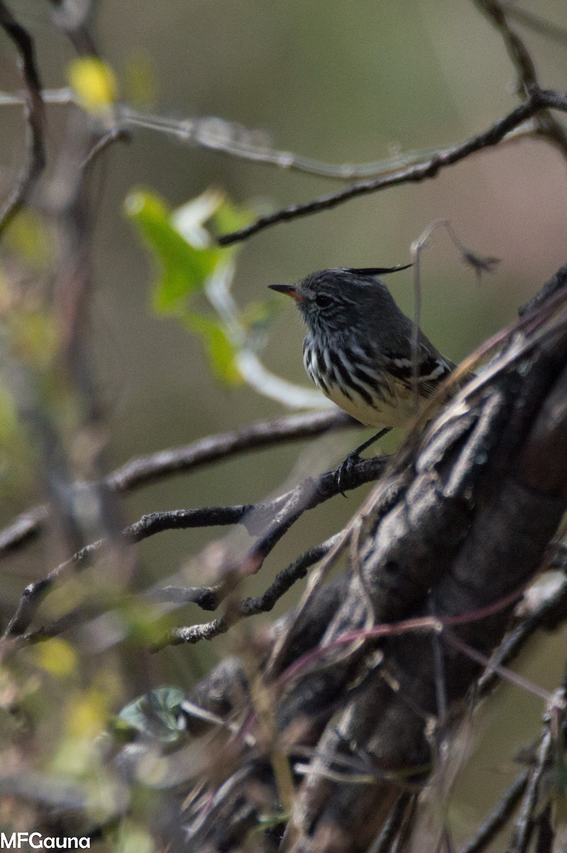 Yellow-billed Tit-Tyrant - ML638116621