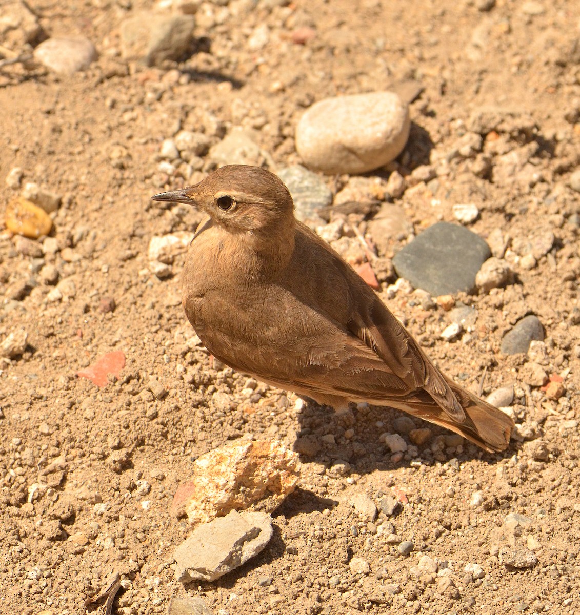 Rufous-banded Miner - ML638116700