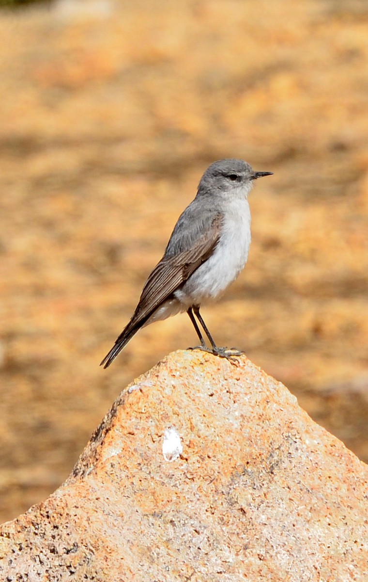 Cinereous Ground-Tyrant - ML638116703