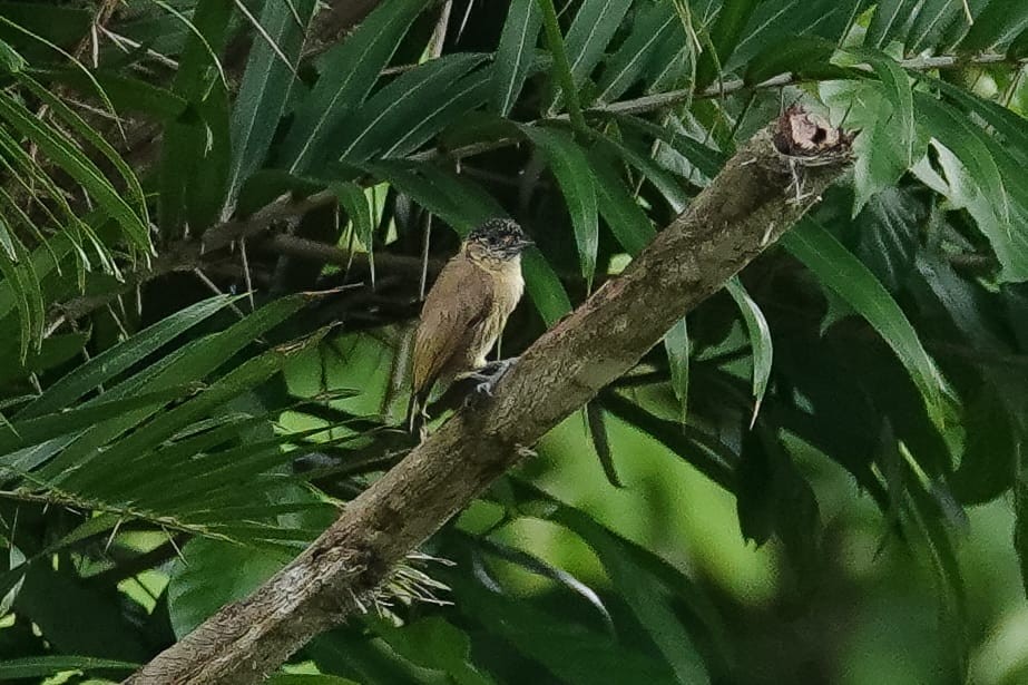 Olivaceous Piculet - ML638116743