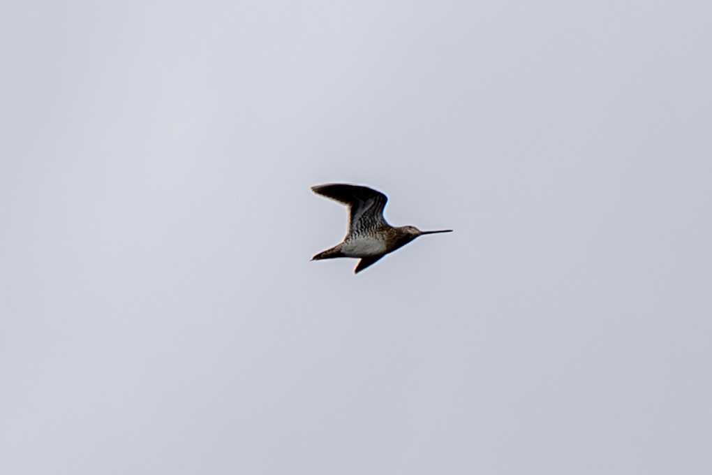 Common Snipe - ML638116744