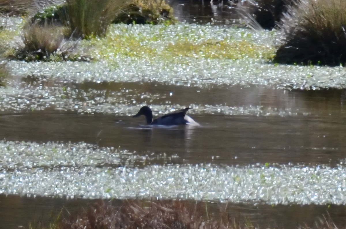 Andean Teal - ML638116747