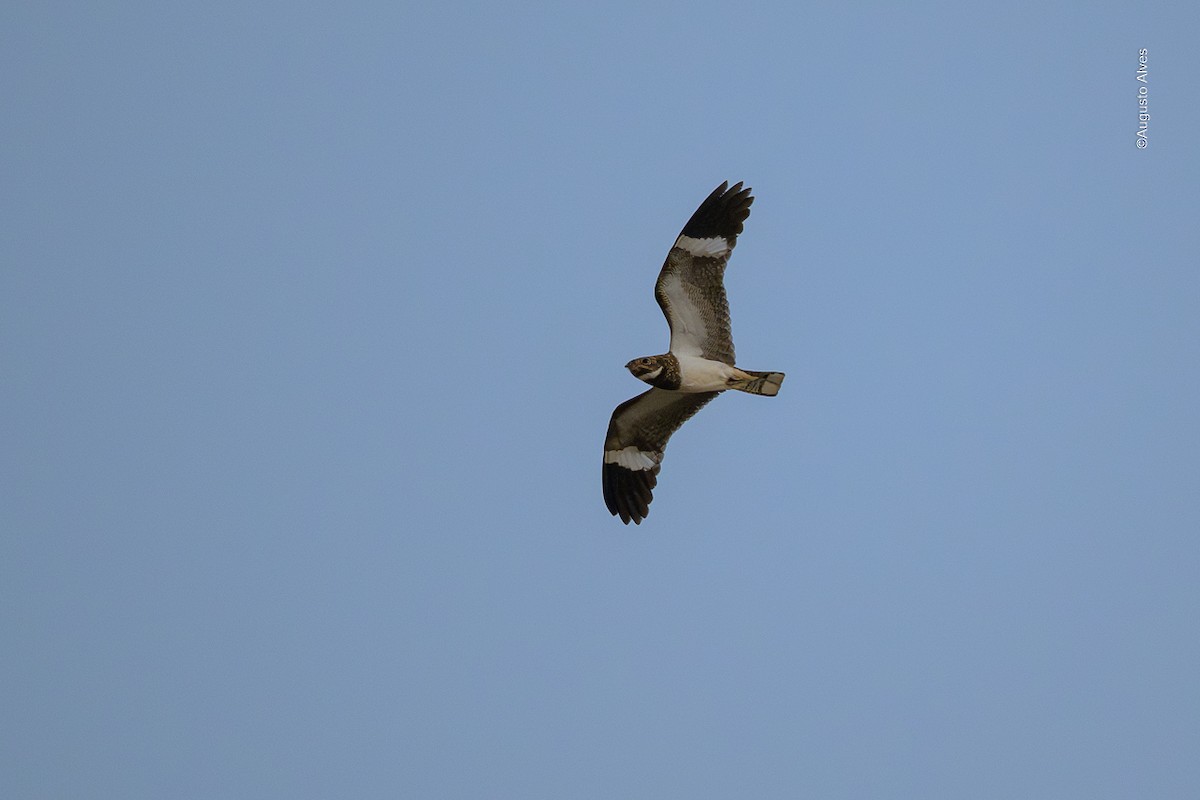 Nacunda Nighthawk - ML638116751