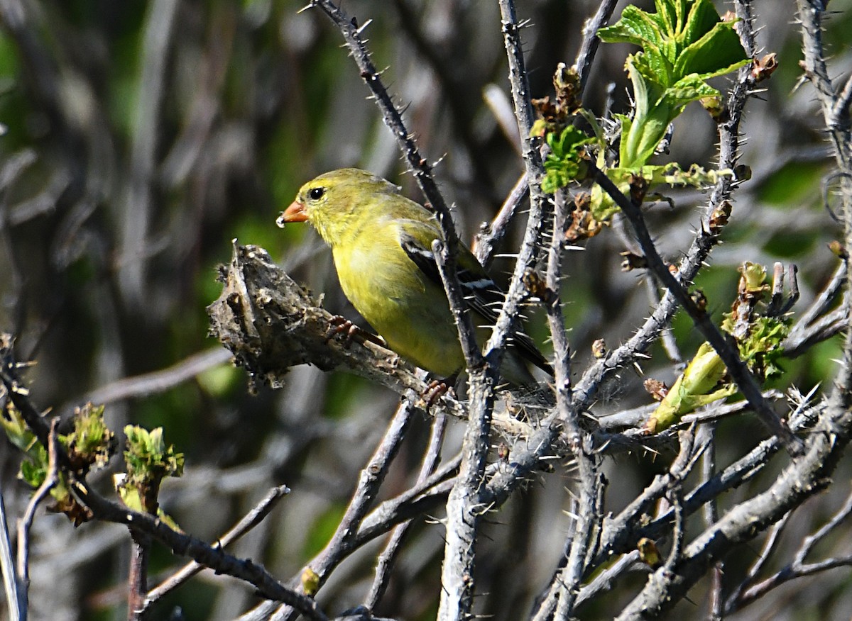 American Goldfinch - ML638116816