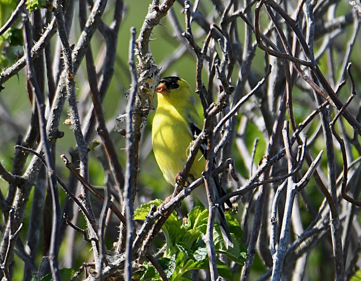 American Goldfinch - ML638116817