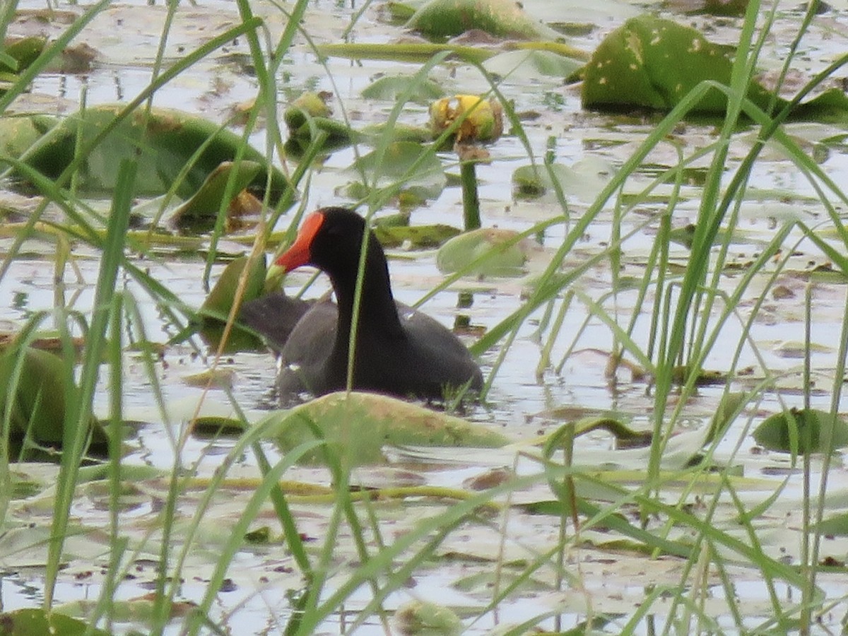 Common Gallinule - ML638116820