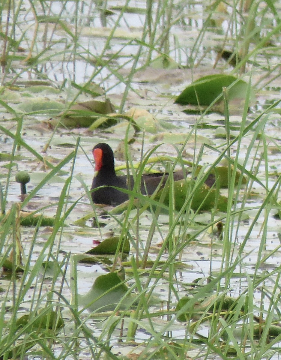 Common Gallinule - ML638116821