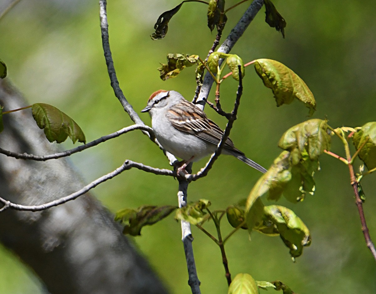 Chipping Sparrow - ML638116824