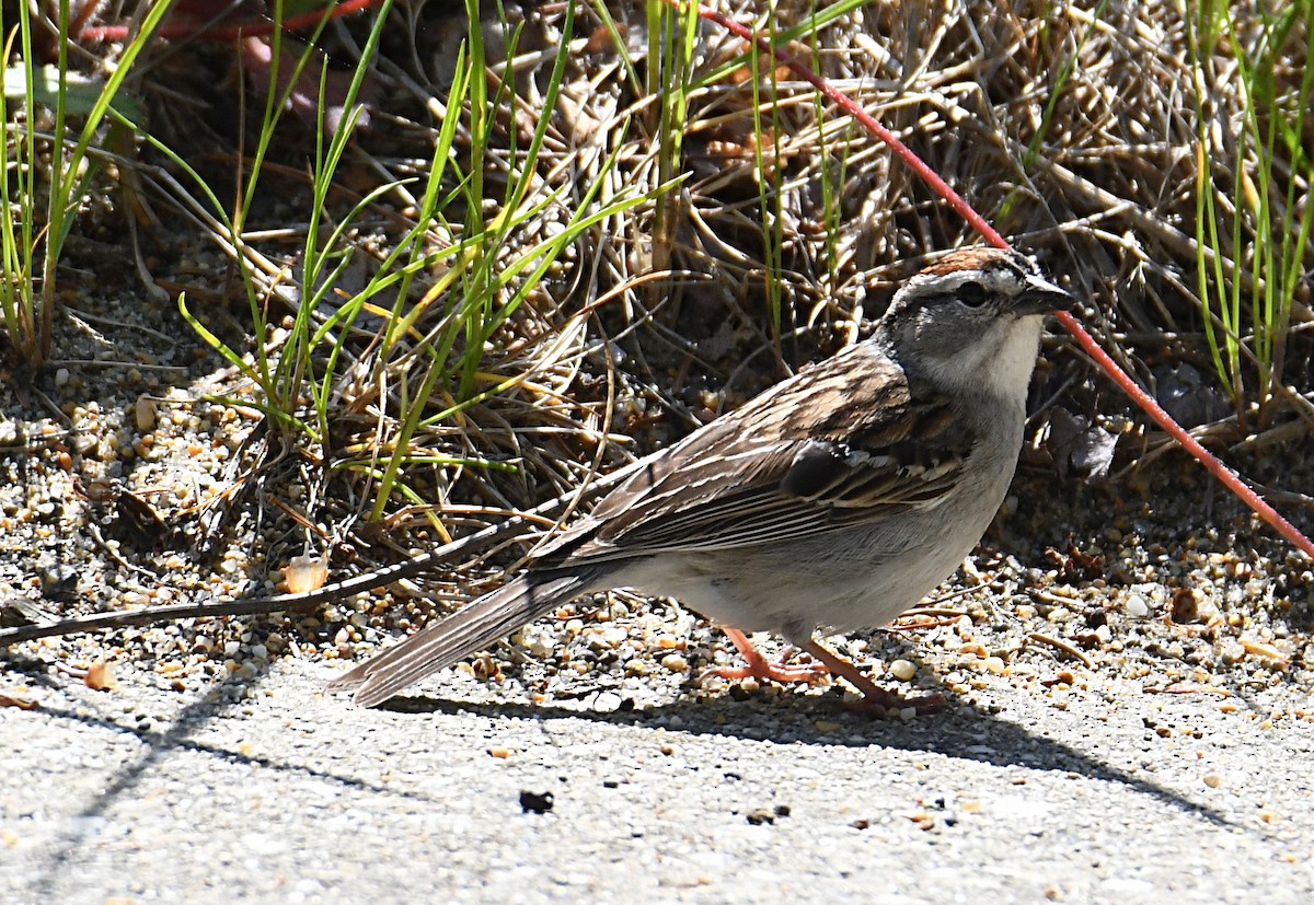 Chipping Sparrow - ML638116825