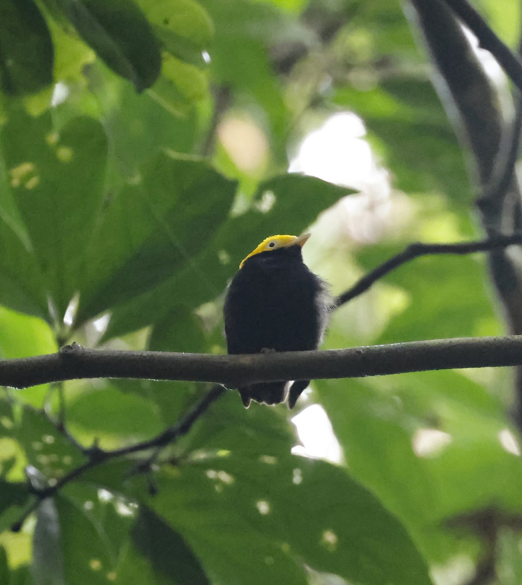 Golden-headed Manakin - ML638116833