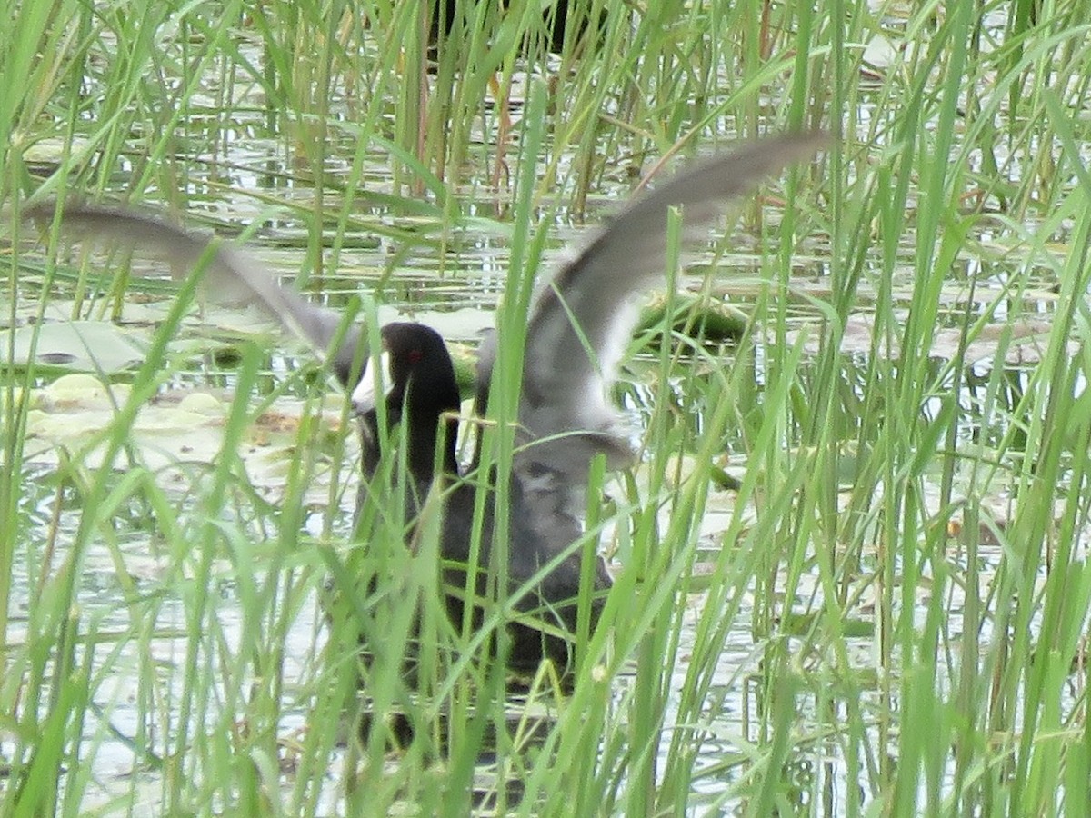 American Coot - ML638116841