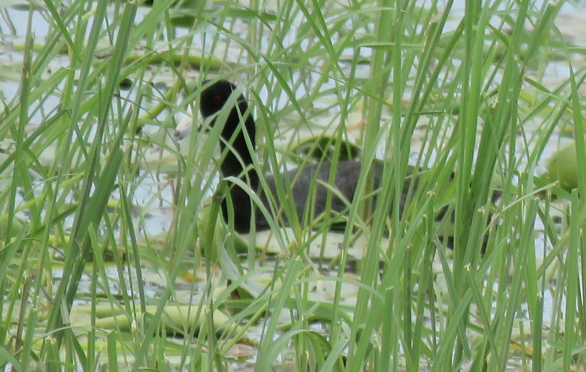 American Coot - ML638116842