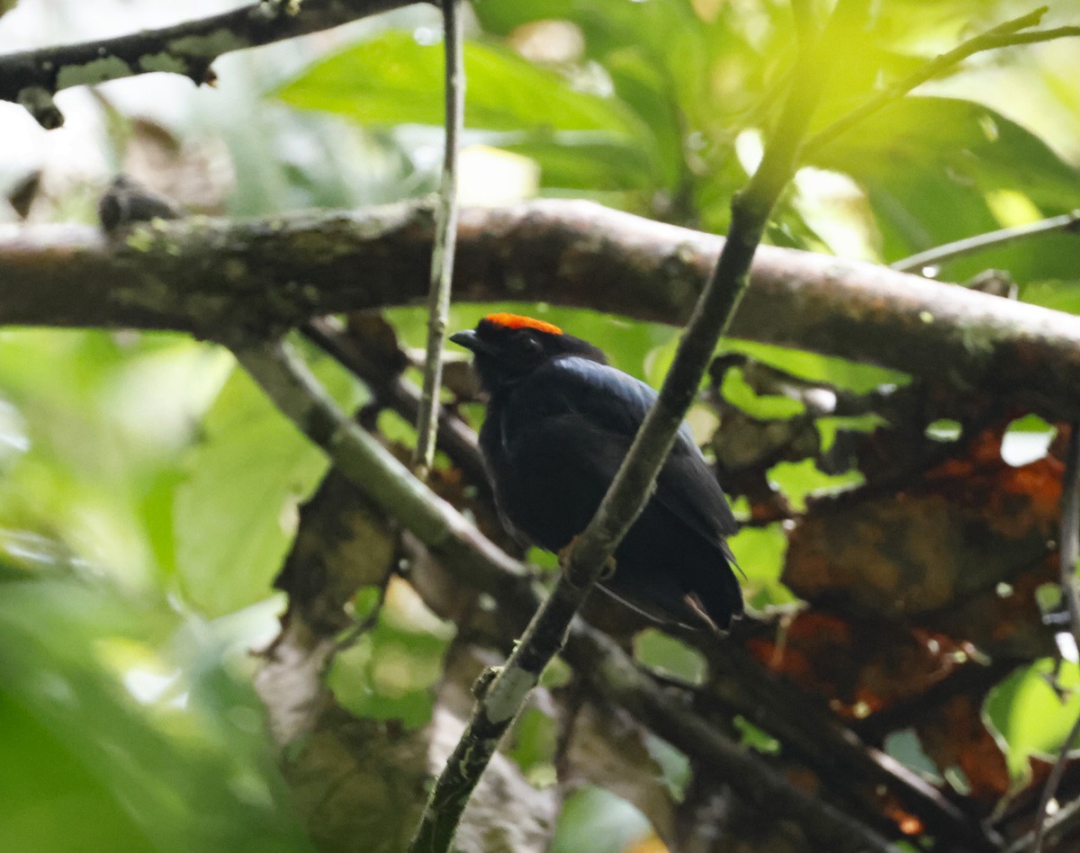 Blue-backed Manakin - ML638116844