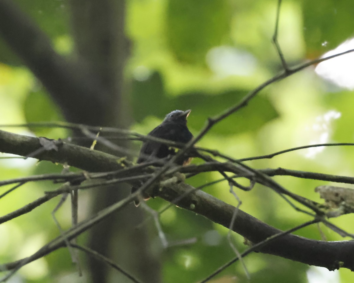 Mavi Tepeli Manakin - ML638116856