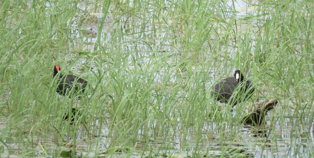 Common Gallinule - ML638116866