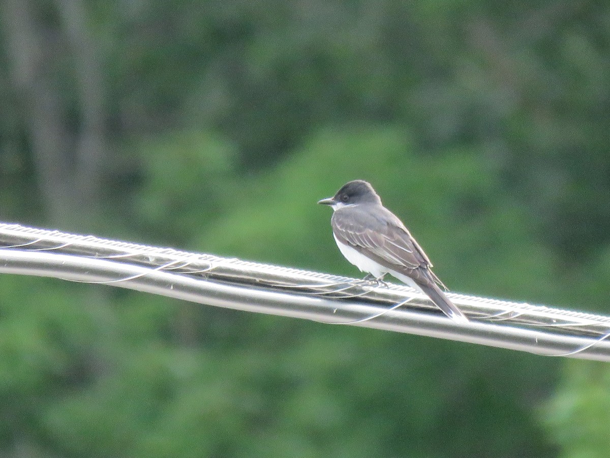 Eastern Kingbird - ML638116899
