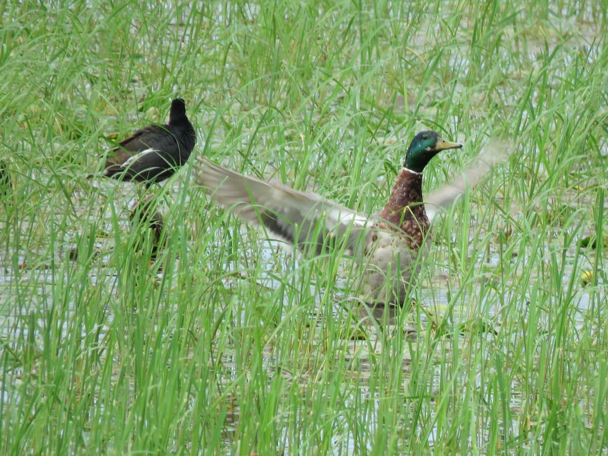 Mallard - ML638116910