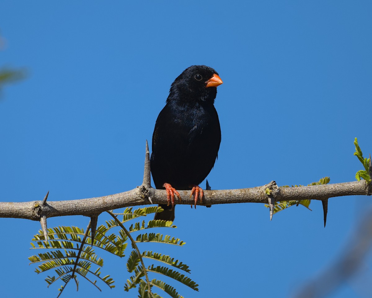 Village Indigobird - ML638116928