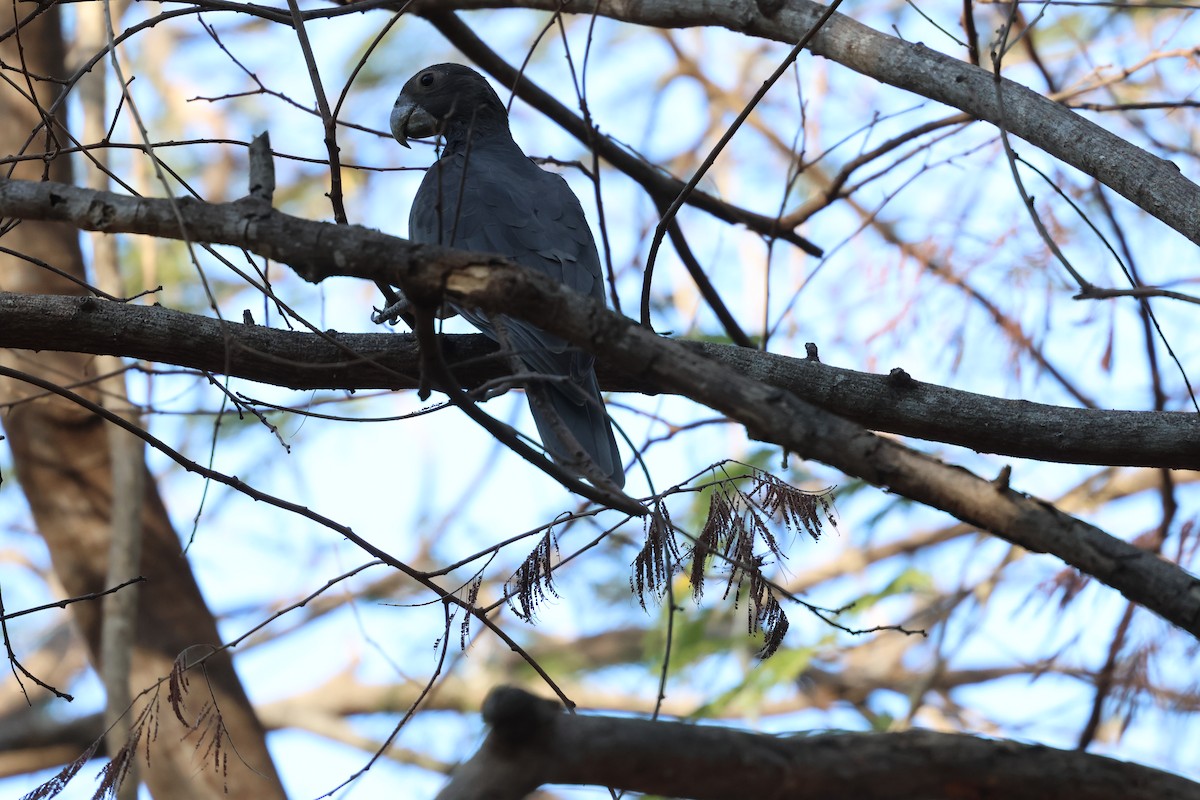 Greater Vasa Parrot - ML638116949