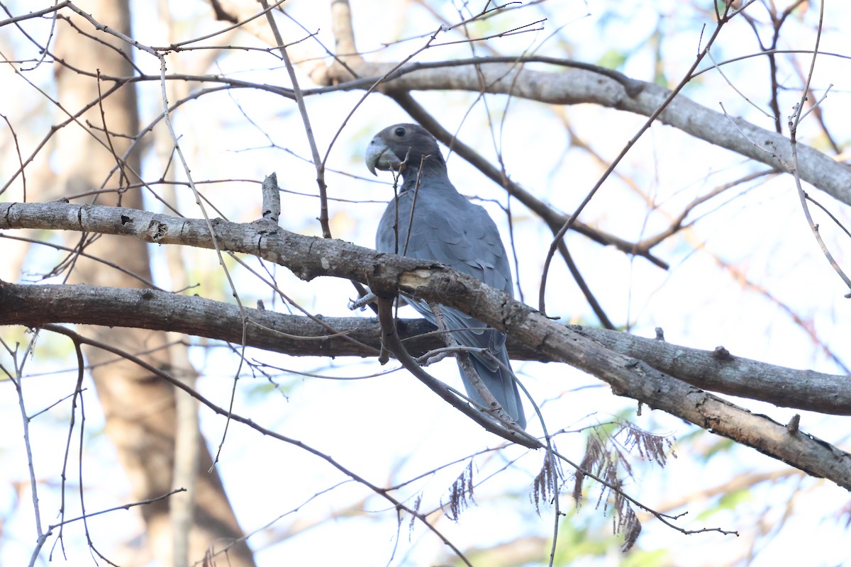 Greater Vasa Parrot - ML638116957