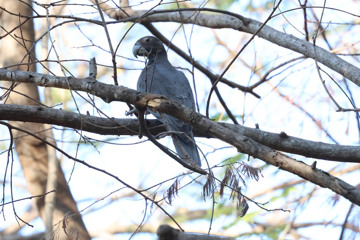 Greater Vasa Parrot - ML638116969