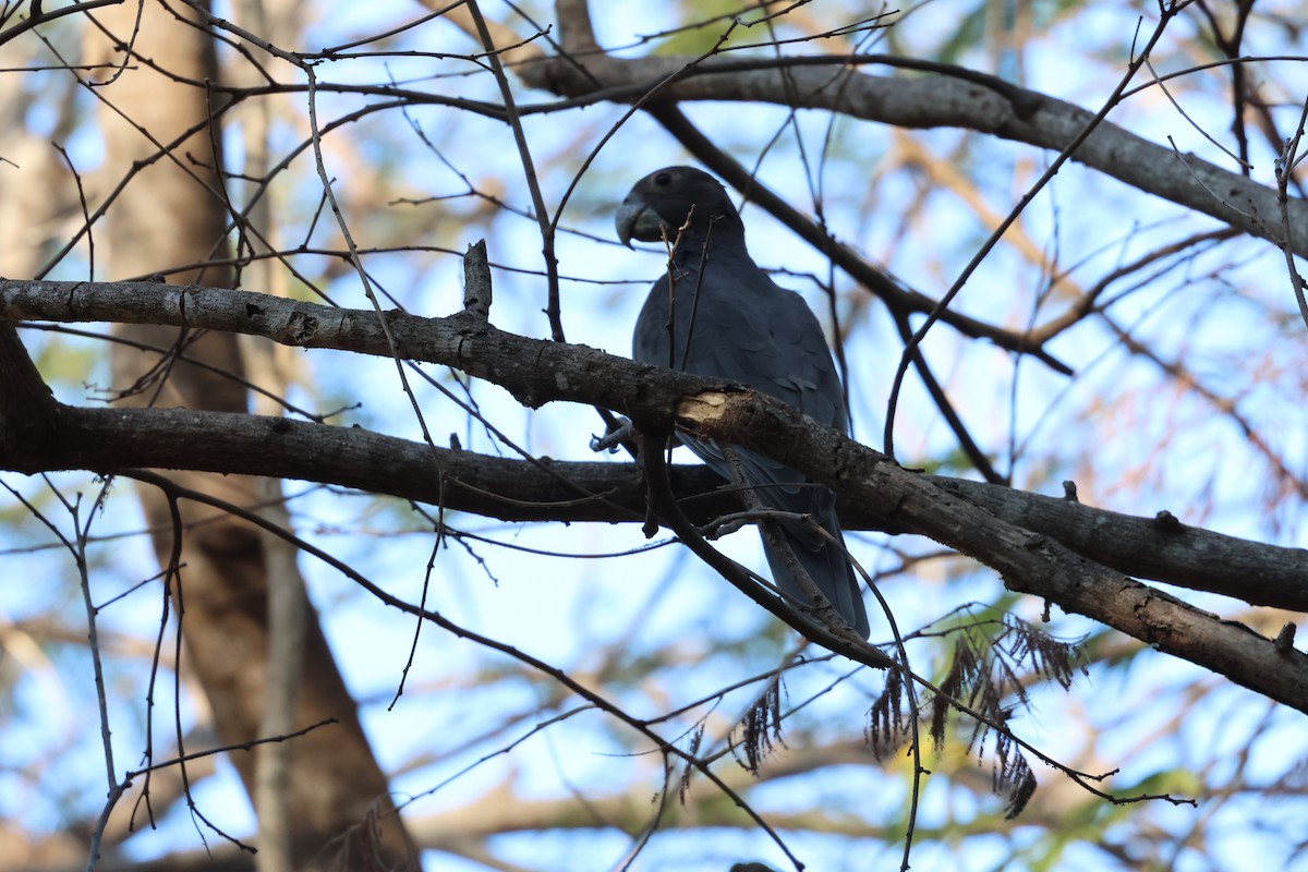 Greater Vasa Parrot - ML638116975