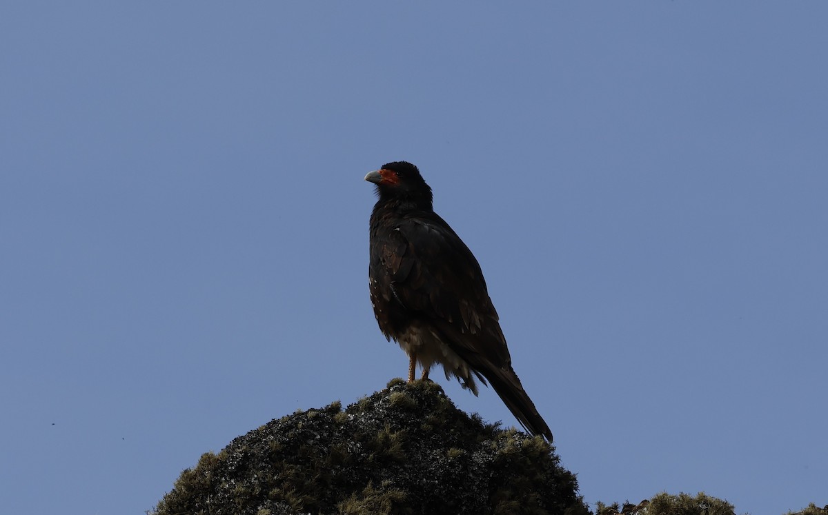 Mountain Caracara - ML638117001