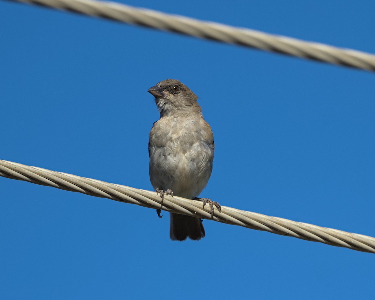 Northern Gray-headed Sparrow - ML638117006