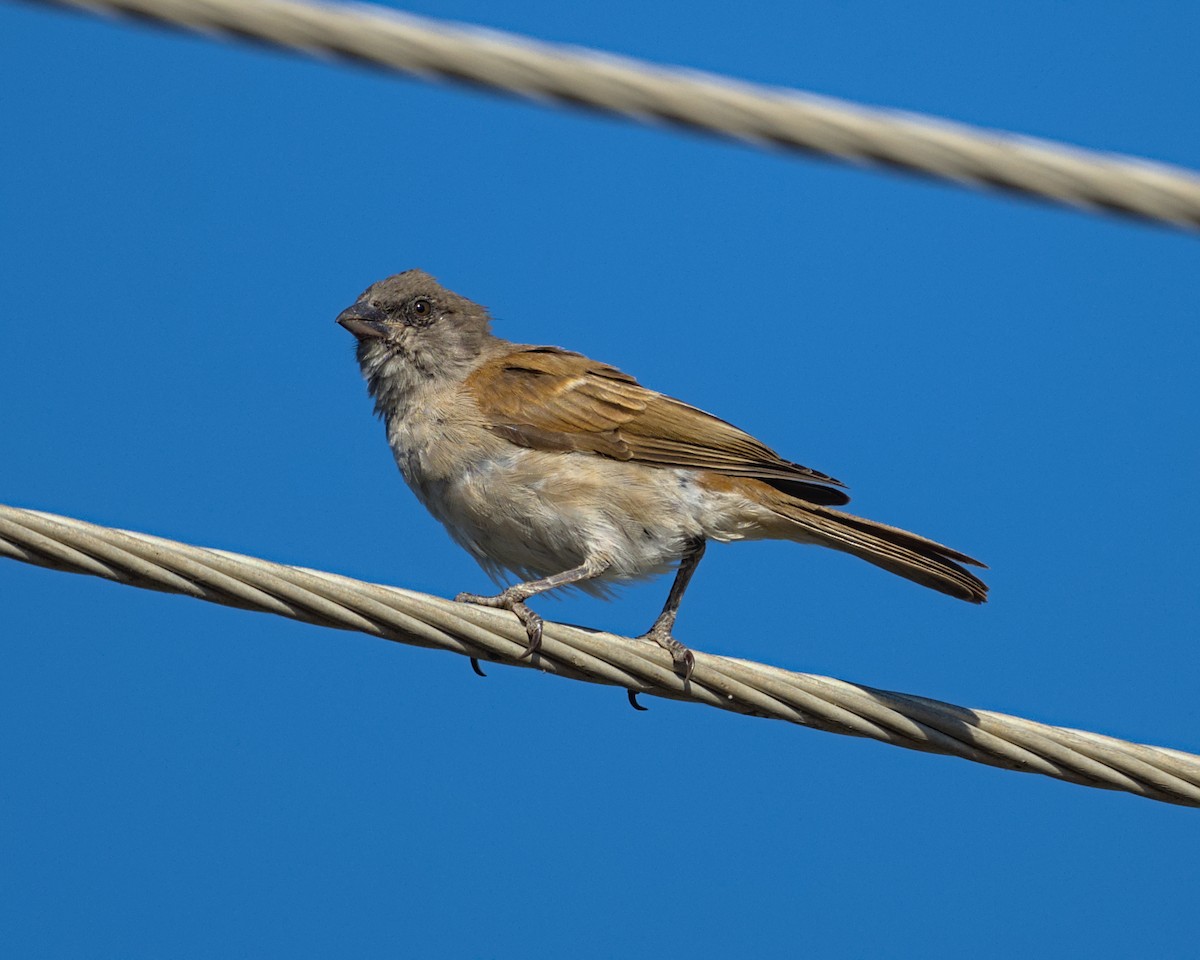 Northern Gray-headed Sparrow - ML638117007