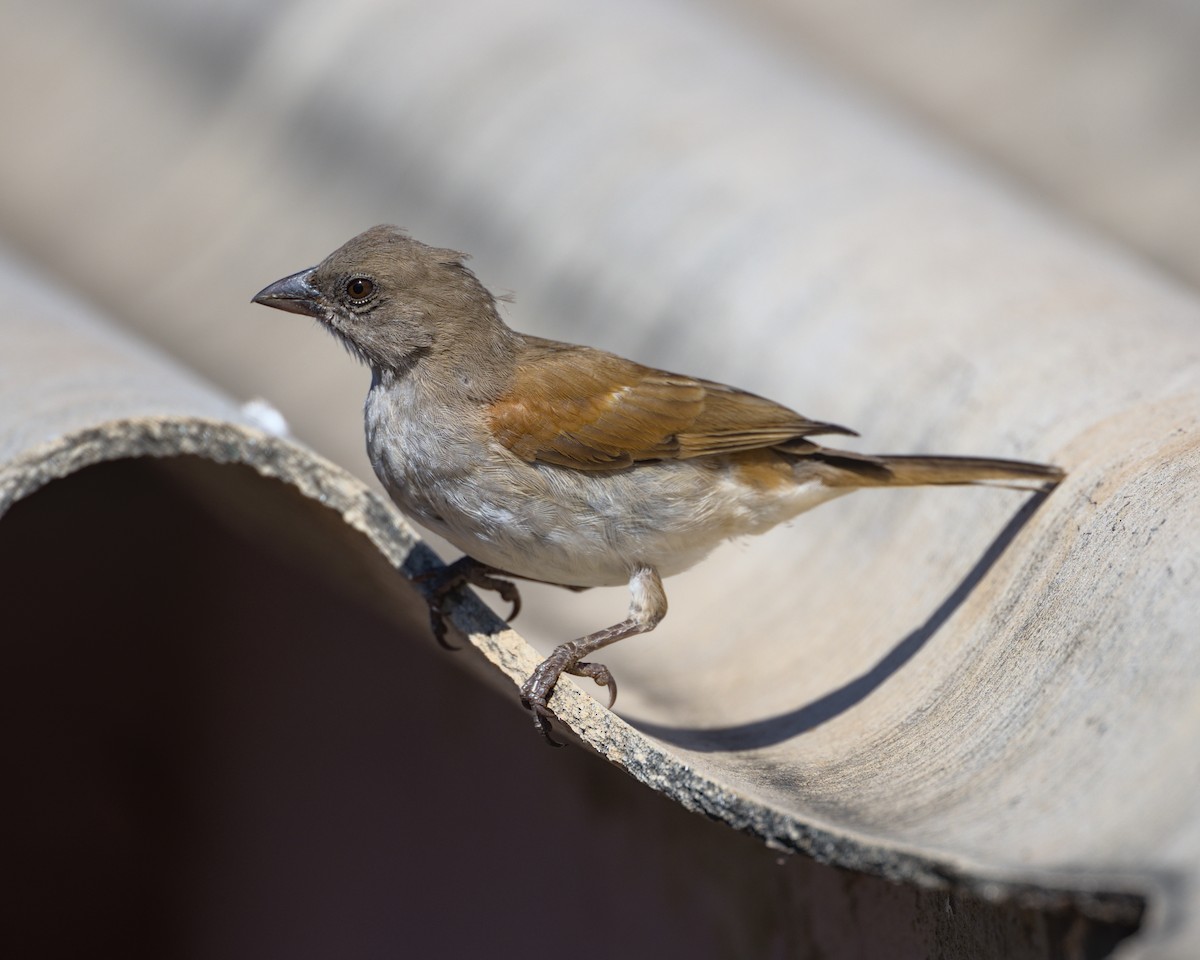 Northern Gray-headed Sparrow - ML638117008