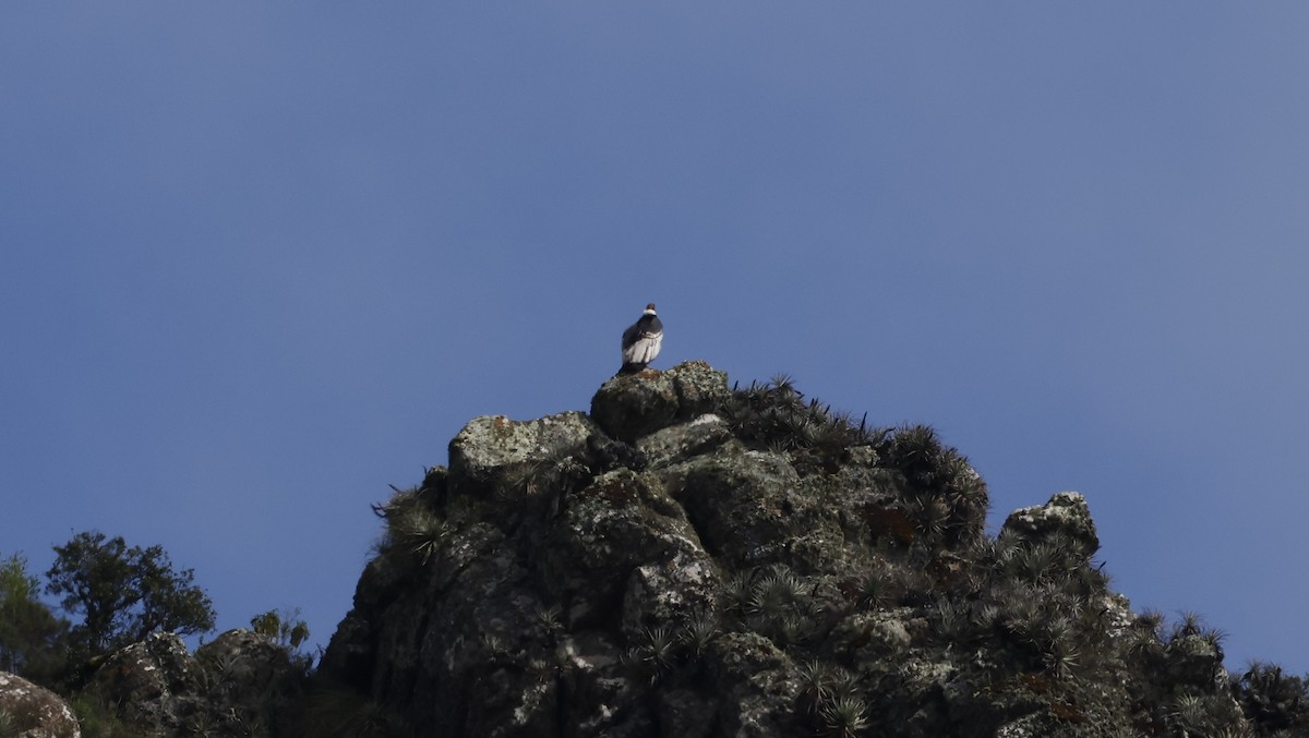Condor des Andes - ML638117027