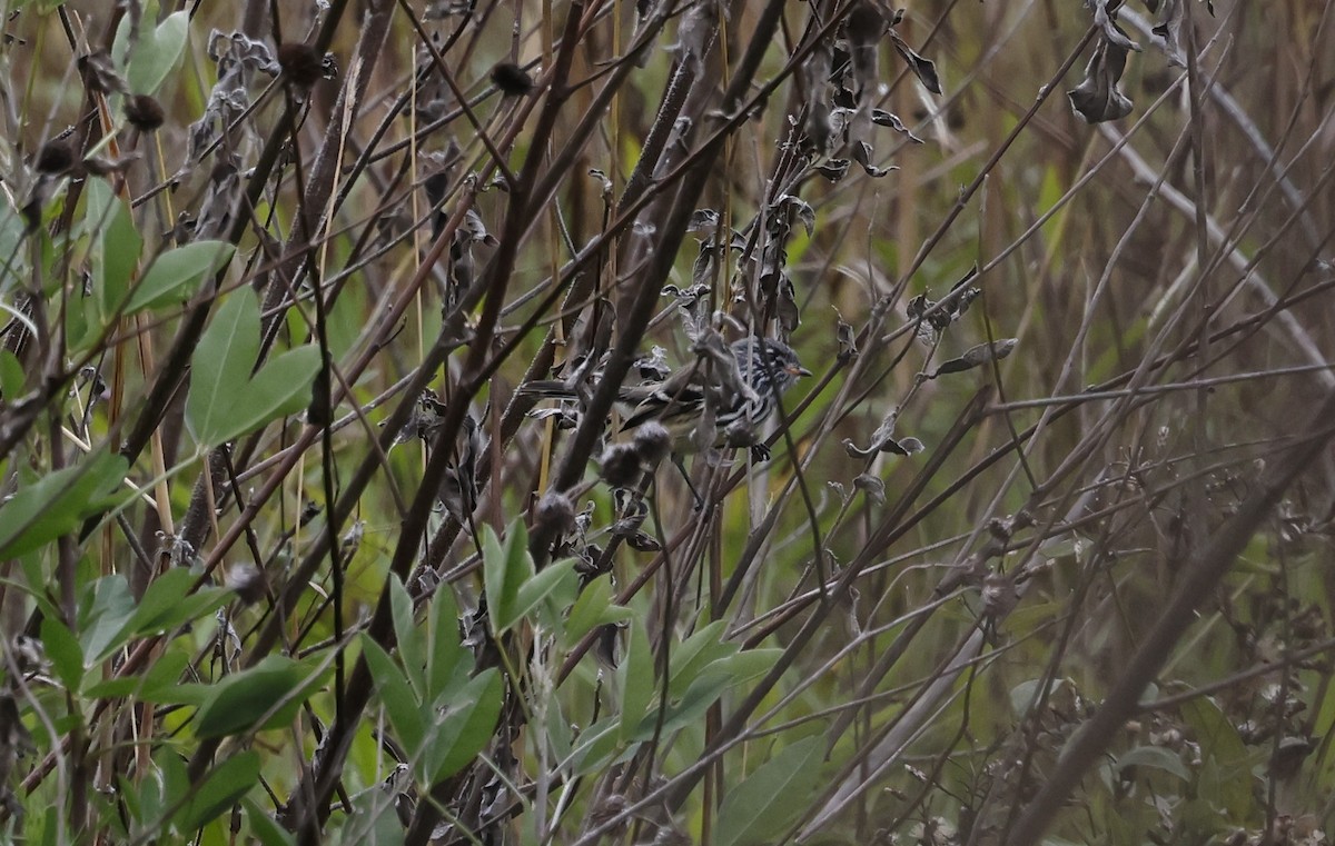 Yellow-billed Tit-Tyrant - ML638117037