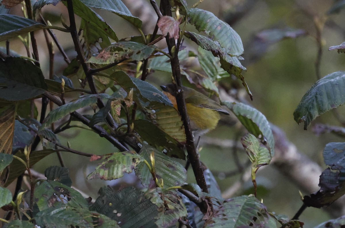 Common Chlorospingus - ML638117086