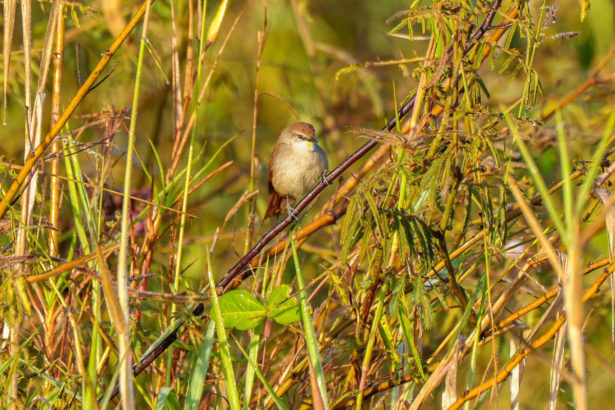 Yellow-chinned Spinetail - ML638117164