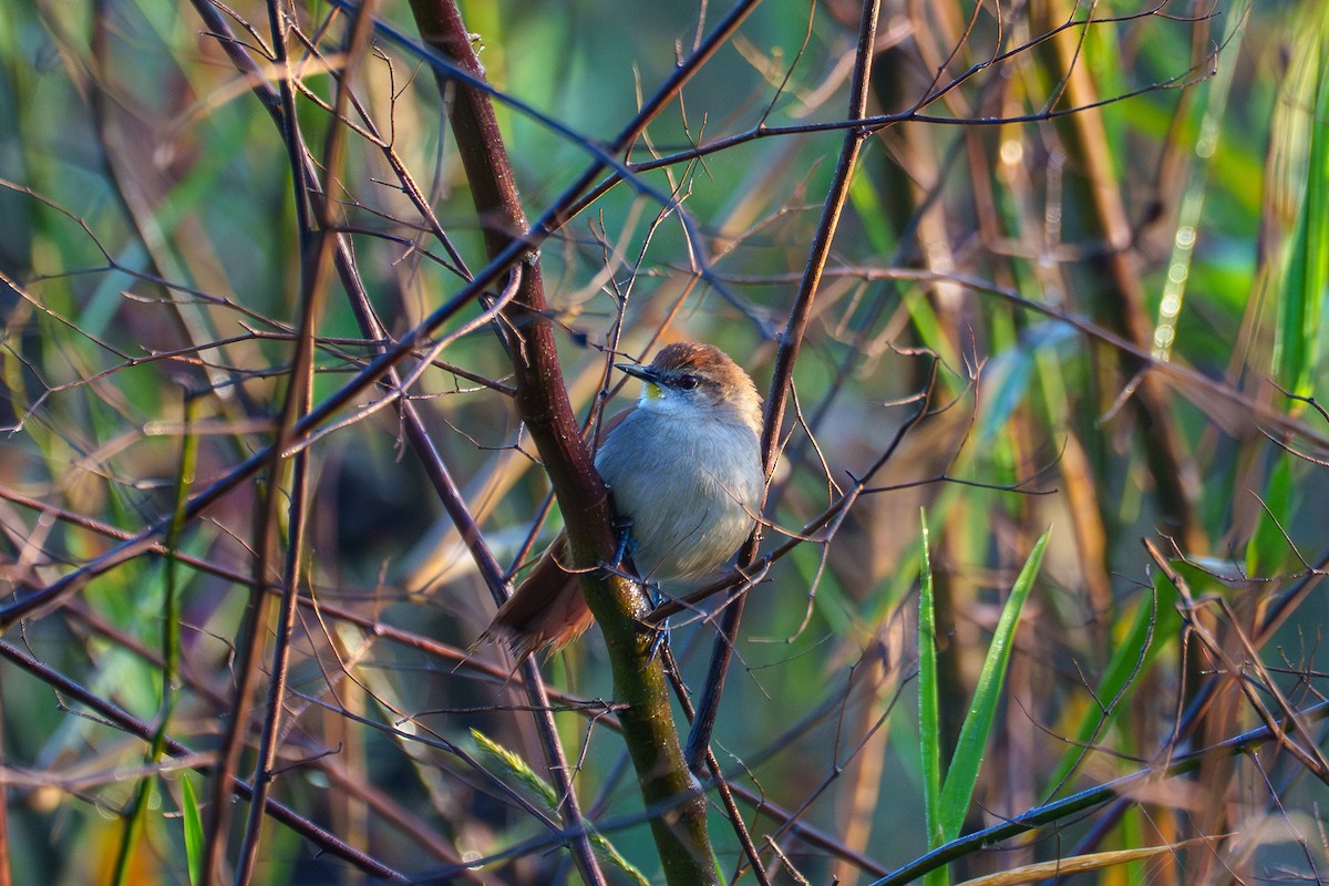 Yellow-chinned Spinetail - ML638117165