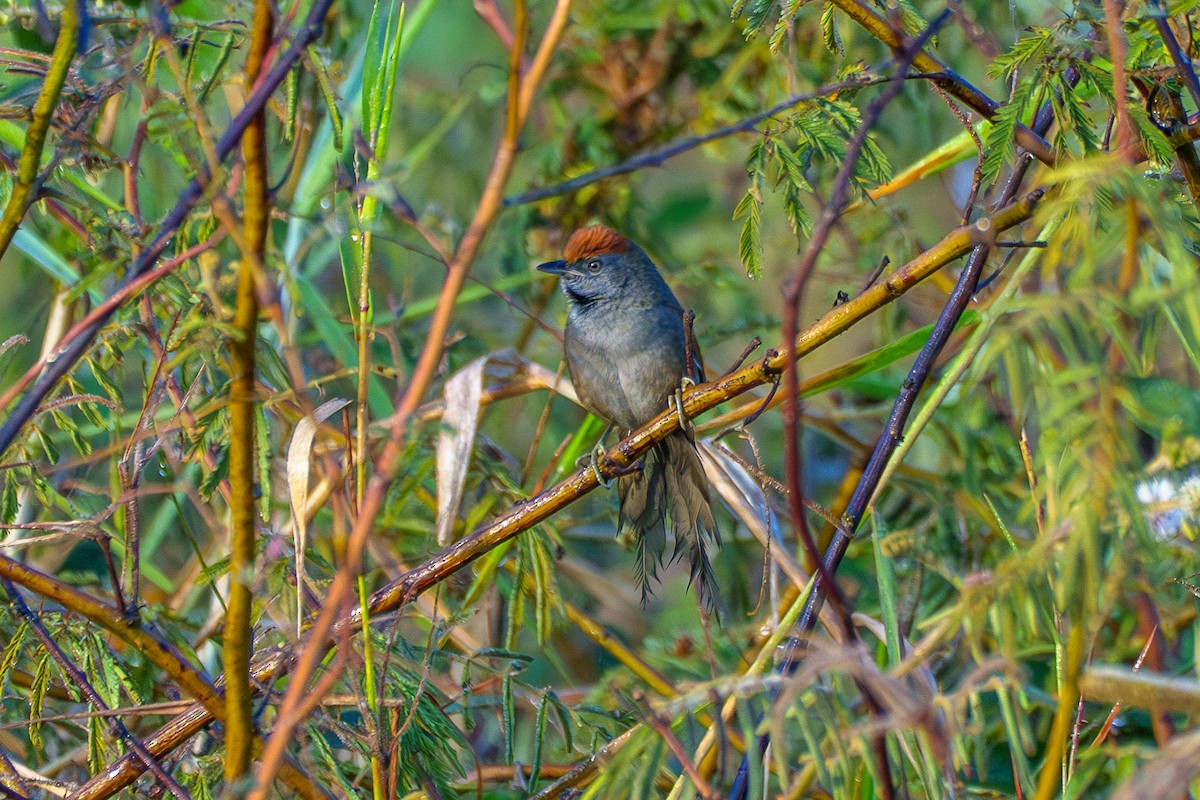 Spix's Spinetail - ML638117183