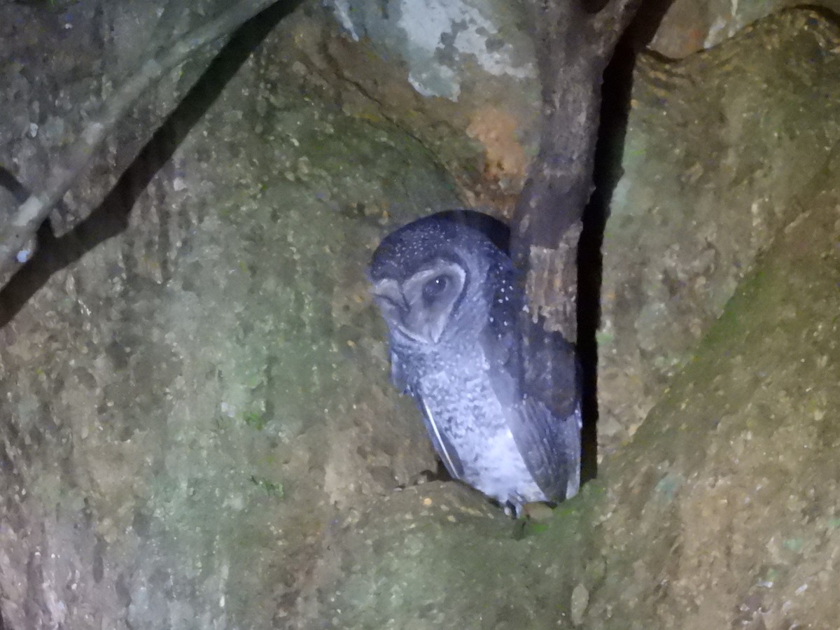 Sooty Owl (Lesser) - ML638117240