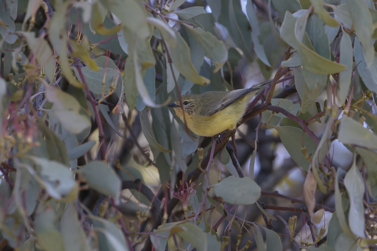 Yellow Thornbill - ML638117246