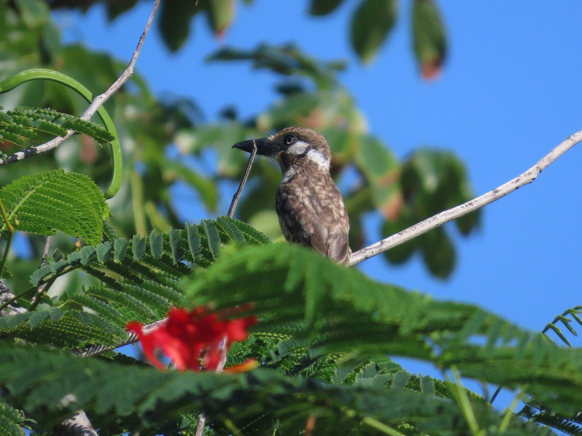 Russet-throated Puffbird - ML638117248