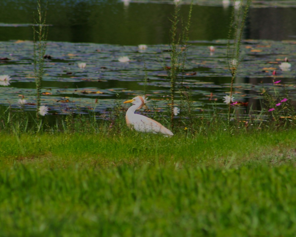 Western Cattle-Egret - ML638117255