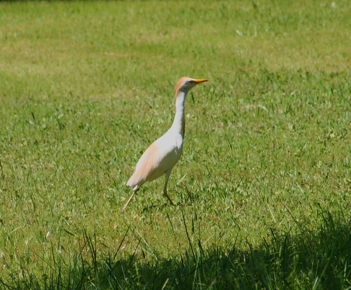 Western Cattle-Egret - ML638117256