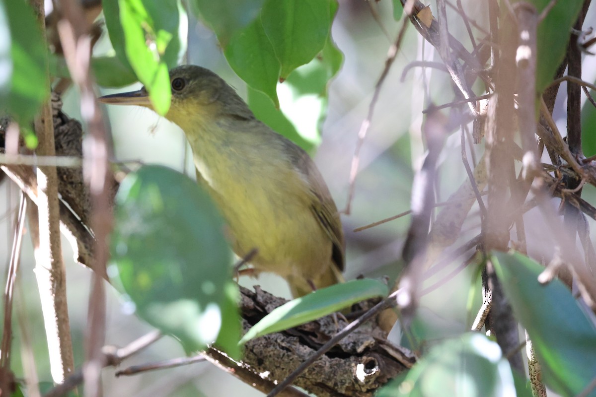 Long-billed Bernieria - ML638117263