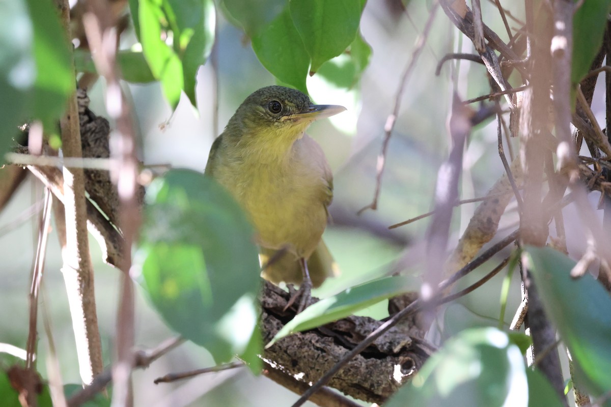 Long-billed Bernieria - ML638117269