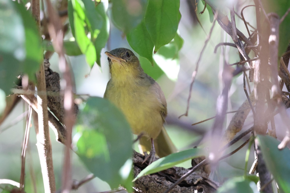 Long-billed Bernieria - ML638117277