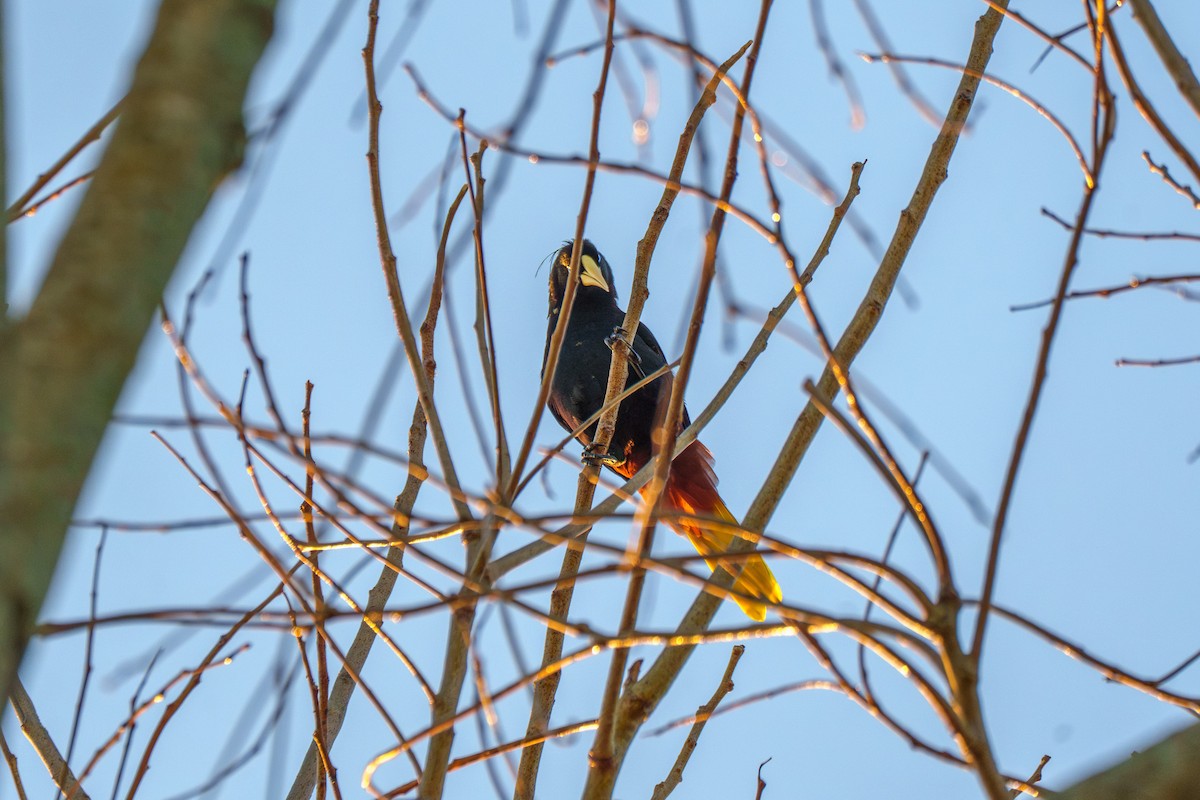 Crested Oropendola - ML638117280